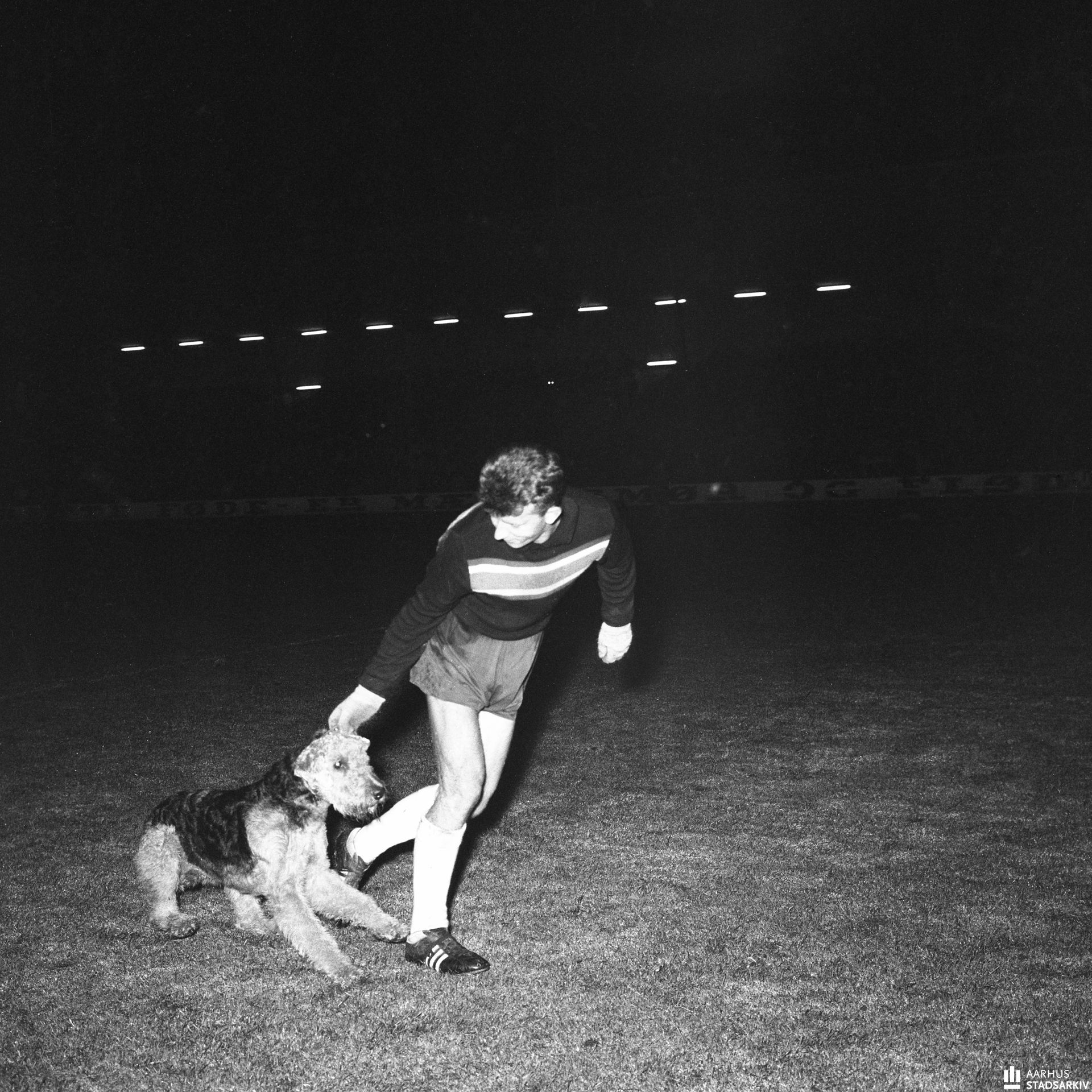 På billedet trækker Legias målmand Stanislaw Foltyn en løs airedale terrier væk fra banen.